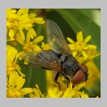 Phasia sp - Raupenfliege 03b.jpg